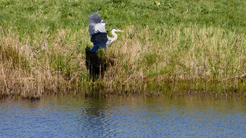This photograph captures a heron landing gracefully at the edge of a body of water, surrounded by lush green grass and reeds. Taken in the early afternoon during the spring season, the scene features vibrant natural colors and sunlight reflecting off the water’s surface. The heron, an elegant bird, is the central subject of the image, highlighting the presence of animals and birds in a wetland environment. The photograph conveys the serene atmosphere of springtime, with the heron descending toward the water amidst thriving vegetation.